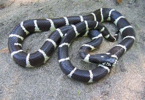 Reptiles - Capitol Reef National Park (U.S. National Park Service)