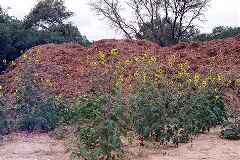 Flower bed