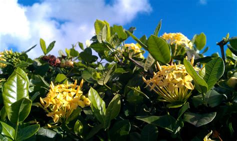 Mi Jardin Florido: Cruz de Malta, Maltese Cross