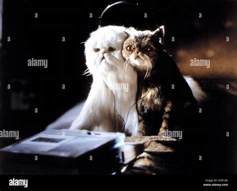 CATS AND DOGS, Mr. Tinkles, Calico, 2001, © Warner Bros. / Courtesy: Everett Collection Stock ...