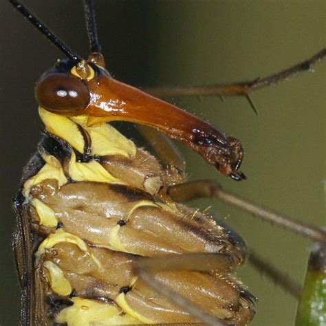 11 Things You Didn't Know About Scorpionflies