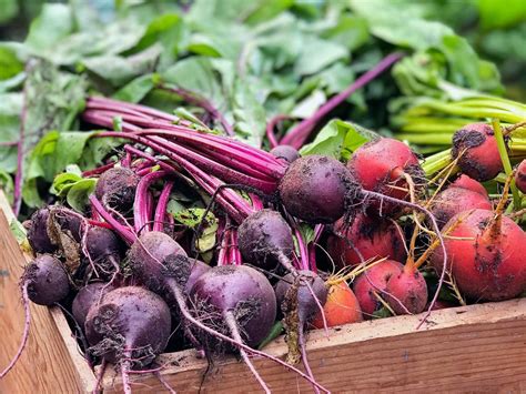 The Best Varieties of Beets to Grow | Kellogg Garden Organics™