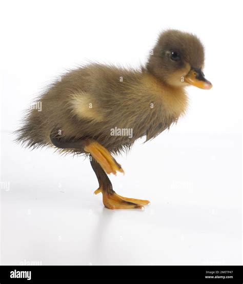 Brown duck feathers hi-res stock photography and images - Alamy