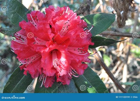 Blooming Single Red Rhododendron Flower Stock Image - Image of botanical, flower: 111123191