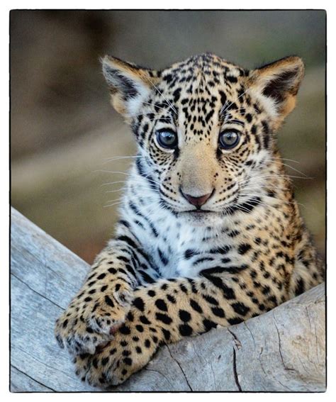 Jaguar Cub by Deric Wagner