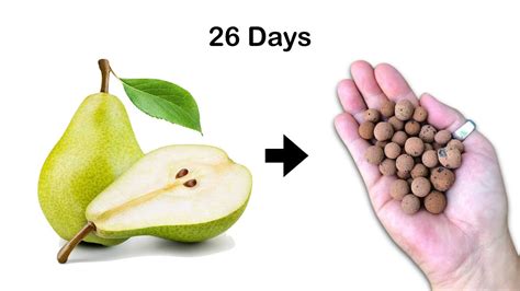 #119 How to Grow Pear Tree from Seed at Home? | Part 1 : 0-26 Days - YouTube