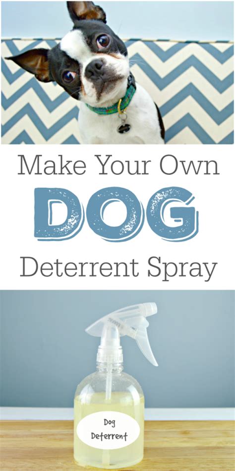 🐶 DIY Dog Deterrent Spray 🚫 Stop Chewing & Accidents!