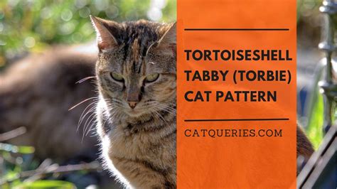 Torbie Cat: Complete Guide to Their Unique Coat Pattern - Cat Queries