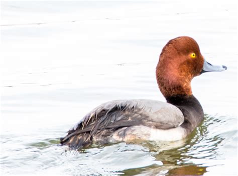 Birding – Matagorda Area Chamber of Commerce