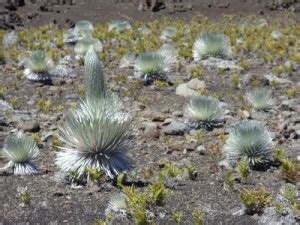 Hiking And Camping in Haleakala Crater, Part 2 - A Maui Blog