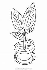 Types Of Plants Coloring Pages  Printable Free Templates sketch template