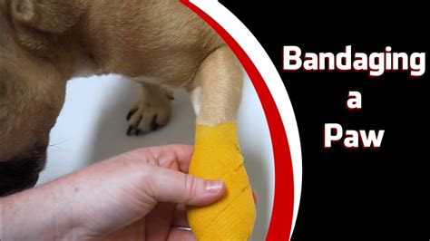 How Do You Bandage A Dog