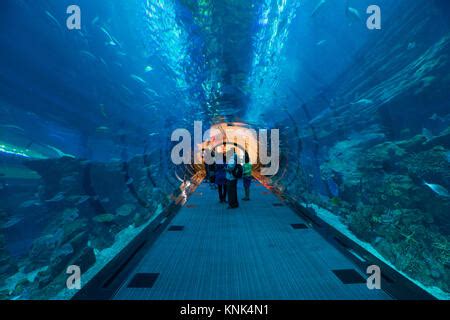 Dubai Aquarium tunnel at Dubai Mall in Dubai Business Bay, UAE Stock ...