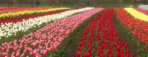 Tulips :: Tulip Time, May 2–10, 2020 — Holland, Michigan