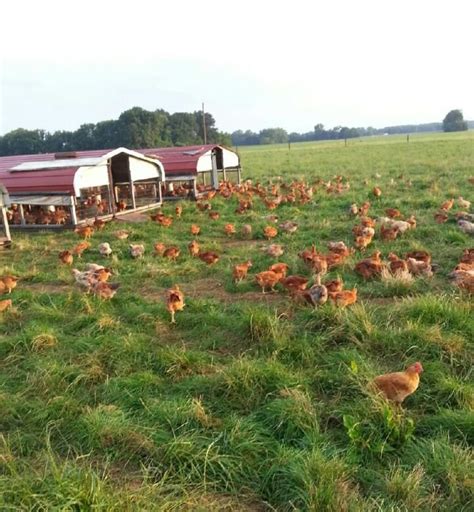 Grass Fed Chicken Farm Near Me - Farm House