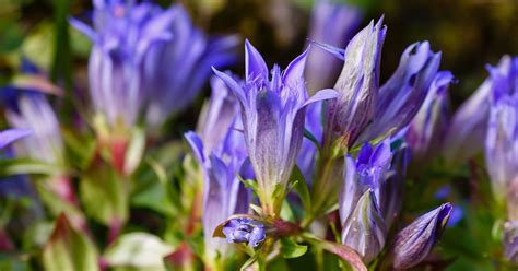 Gentian Growing & Care Guide - The Garden Magazine