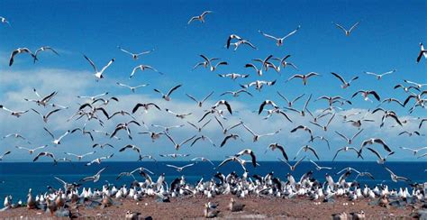 Qinghai Lake Embraces Bird-Loving Week | Tibet Travel Blog