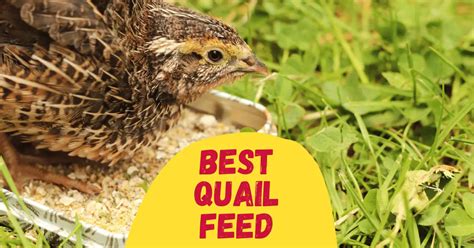 5 Best Quail Feed in 2023 [Reviewed] - The Poultry Feed