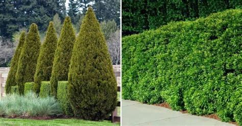 Top 7 Trees for Enhanced Privacy Along Your Fence Line