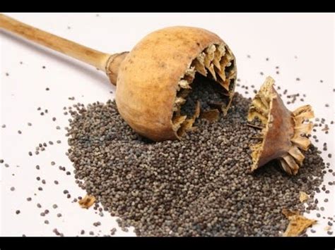 AMAZING !! खसखस (अफीम के बीज ) के चमत्कारी लाभ || Health Benefits Of Poppy Seeds Khas Khas ke ...