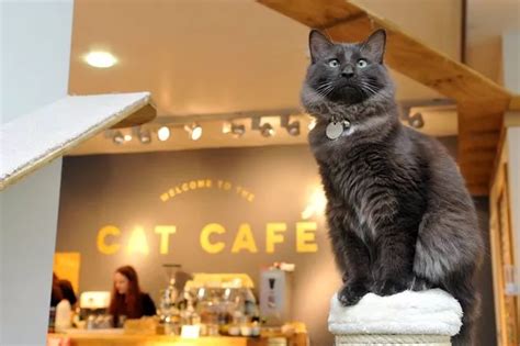 Review: Cat Cafe Manchester - Denise Evans - Manchester Evening News