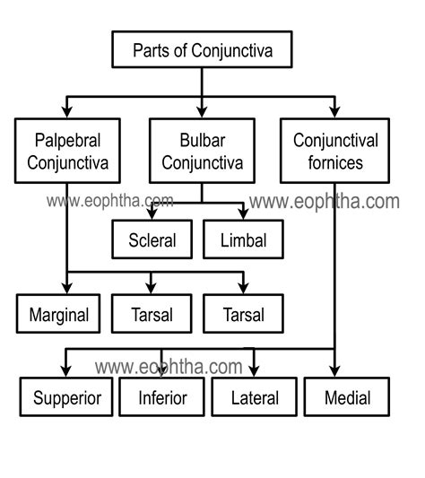 Conjunctiva Diagram