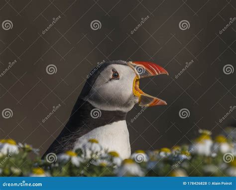 A Closeup Portrait of a Puffin with Its Beak Open Stock Photo - Image ...