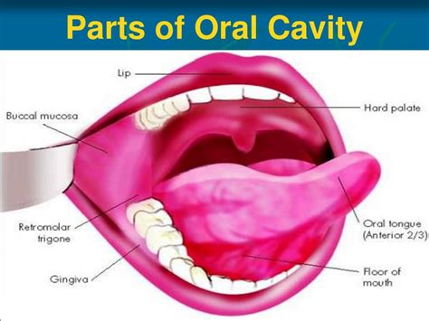 Lips Anatomy Ppt | Lipstutorial.org