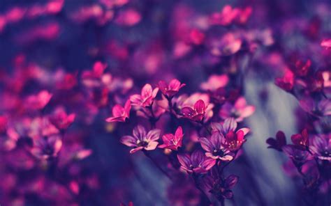 Purple Flower Desktop Wallpapers - Top Free Purple Flower Desktop Backgrounds - WallpaperAccess