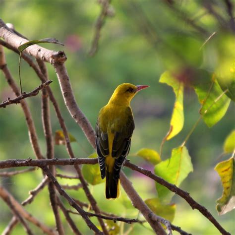 Indian Golden Oriole-female!spotted in my backyard :) Golden Oriole, Orioles, Birdy, Beautiful ...