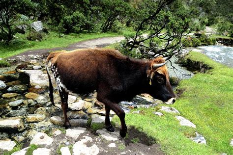 National park HUASCARAN. - Peru Photograph by Carlos Mora - Fine Art America