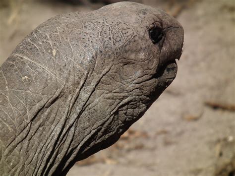 Seychelles Giant Tortoise | L'Union Estate, La Digue island,… | Flickr