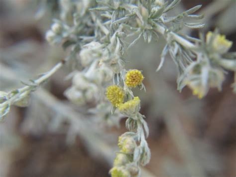 Pasture sagewort — Edmonton & Area Land Trust