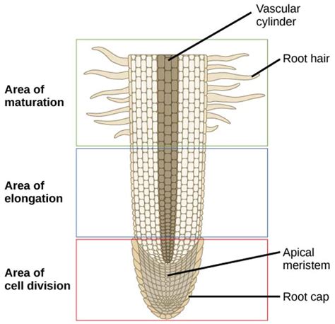 Article 183: Geometry of Plants - Part 6 - Roots - Cosmic Core