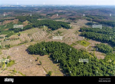 Aerial view, Arnsberg forest, forest area with forest damage in ...