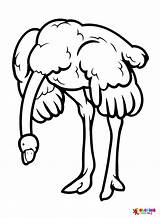 Ostrich Bows Head Coloring Page  Free Printable Pages sketch template