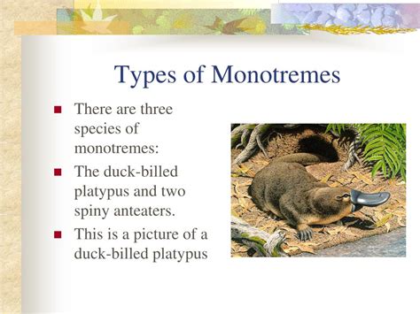 PPT - Mammals PowerPoint Presentation, free download - ID:1912624