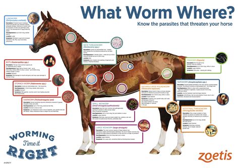 Ultimate Guide to Horse Dewormers: Types, Effectiveness & Safety ...