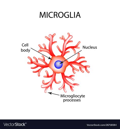 Microglial Cells