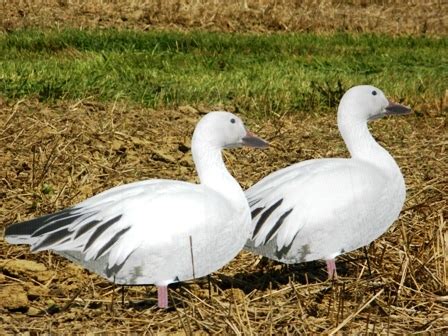 Prairiewind Decoys. Snow Goose Silhouette Decoys by Big Als Decoys