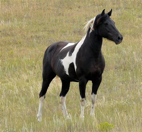 black pinto horse | Beautiful horses, Horse love, Pinto horse