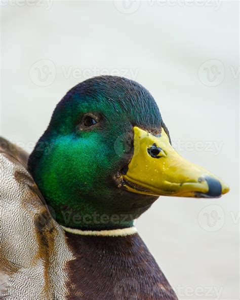 Funny mallard duck face 838286 Stock Photo at Vecteezy