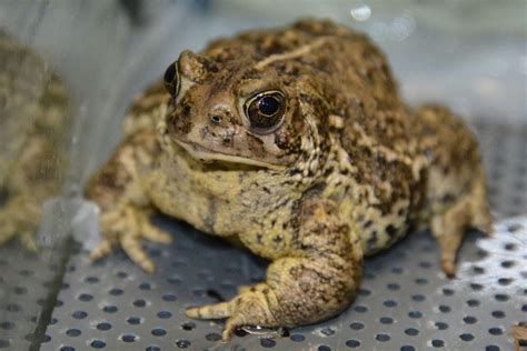 Wyoming toad - Alchetron, The Free Social Encyclopedia