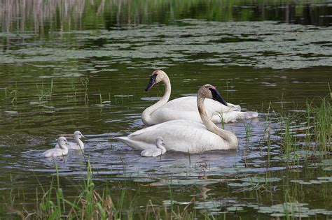 T18 Feeding Cygnets Photograph by Judy Syring - Fine Art America