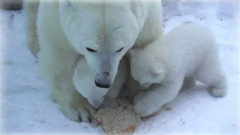 Three-Month-Old Polar Bear Cubs Take a Taste of Bread – A Delicious ...