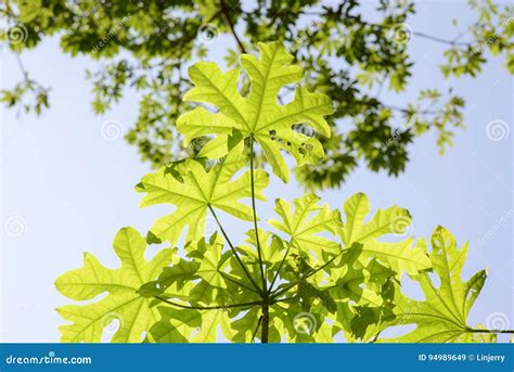 Paulownia tree leaves stock image. Image of beauty, ornament - 94989649