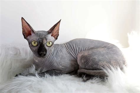 Grey Sphynx Cat: Facts, Genetics & FAQs (With Pictures)