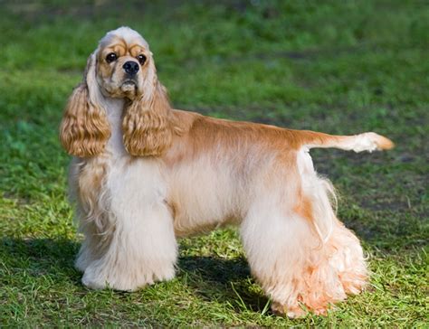 Cocker Spaniel Grooming