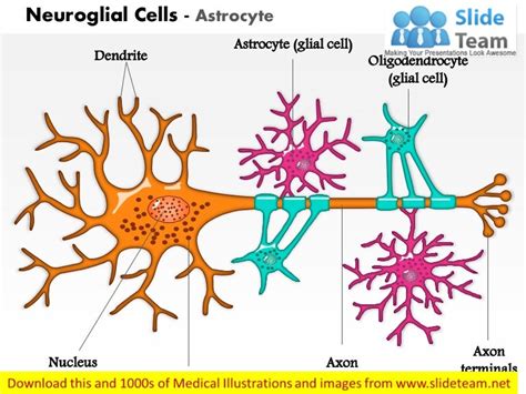 Neuroglial cells astrocyte medical images for power point