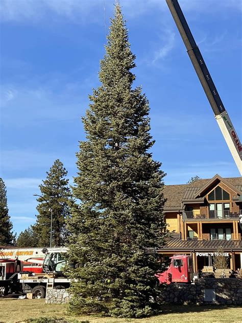 60 foot Christmas tree installed in South Lake Tahoe | TahoeDailyTribune.com